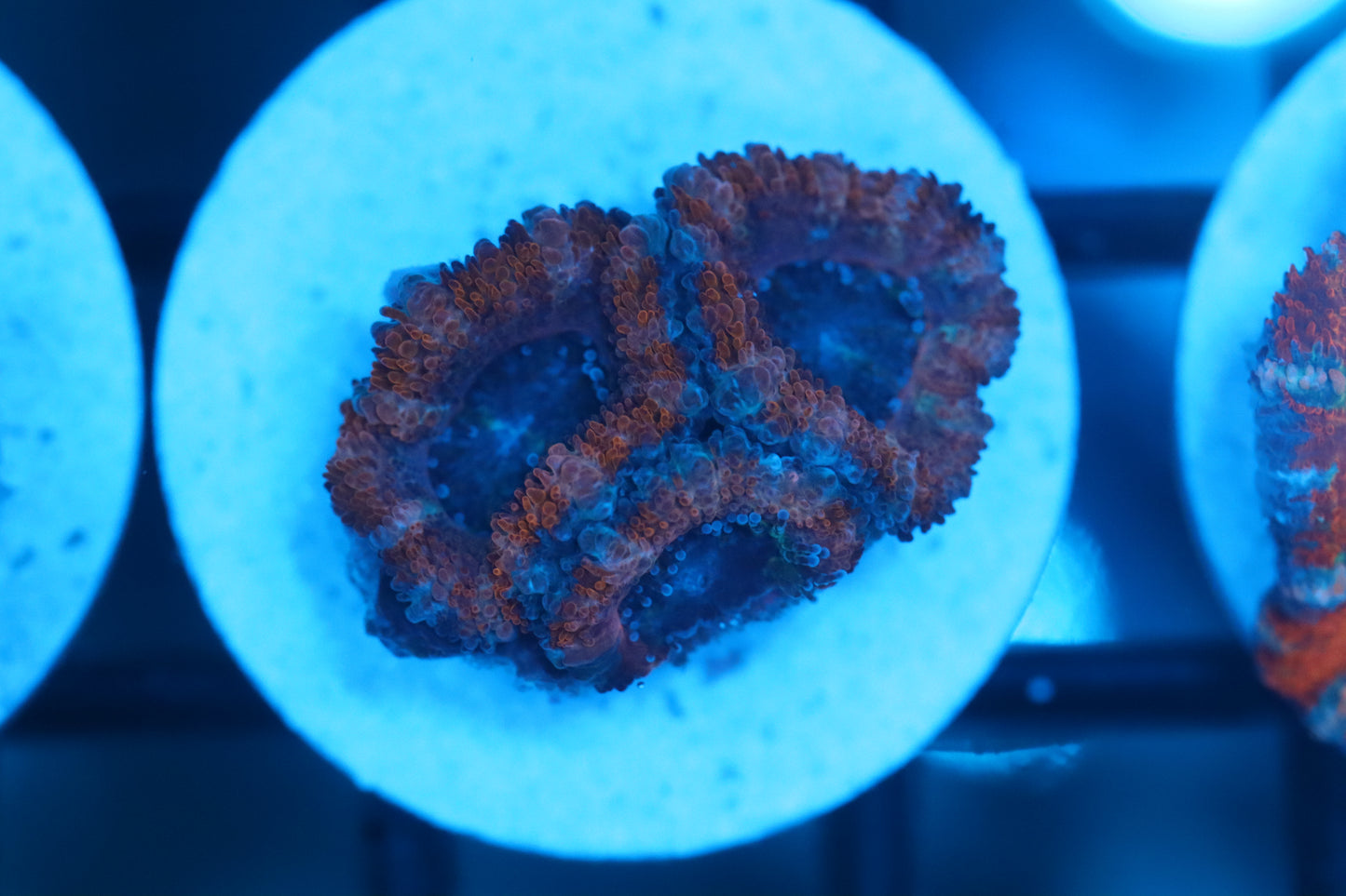 Micromussa (B158)