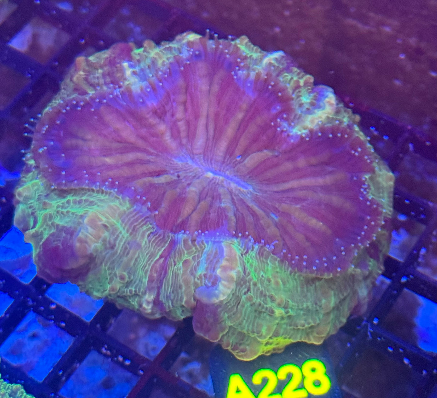 Acantho (A228) WYSIWYG