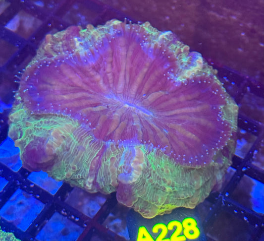 Acantho (A228) WYSIWYG