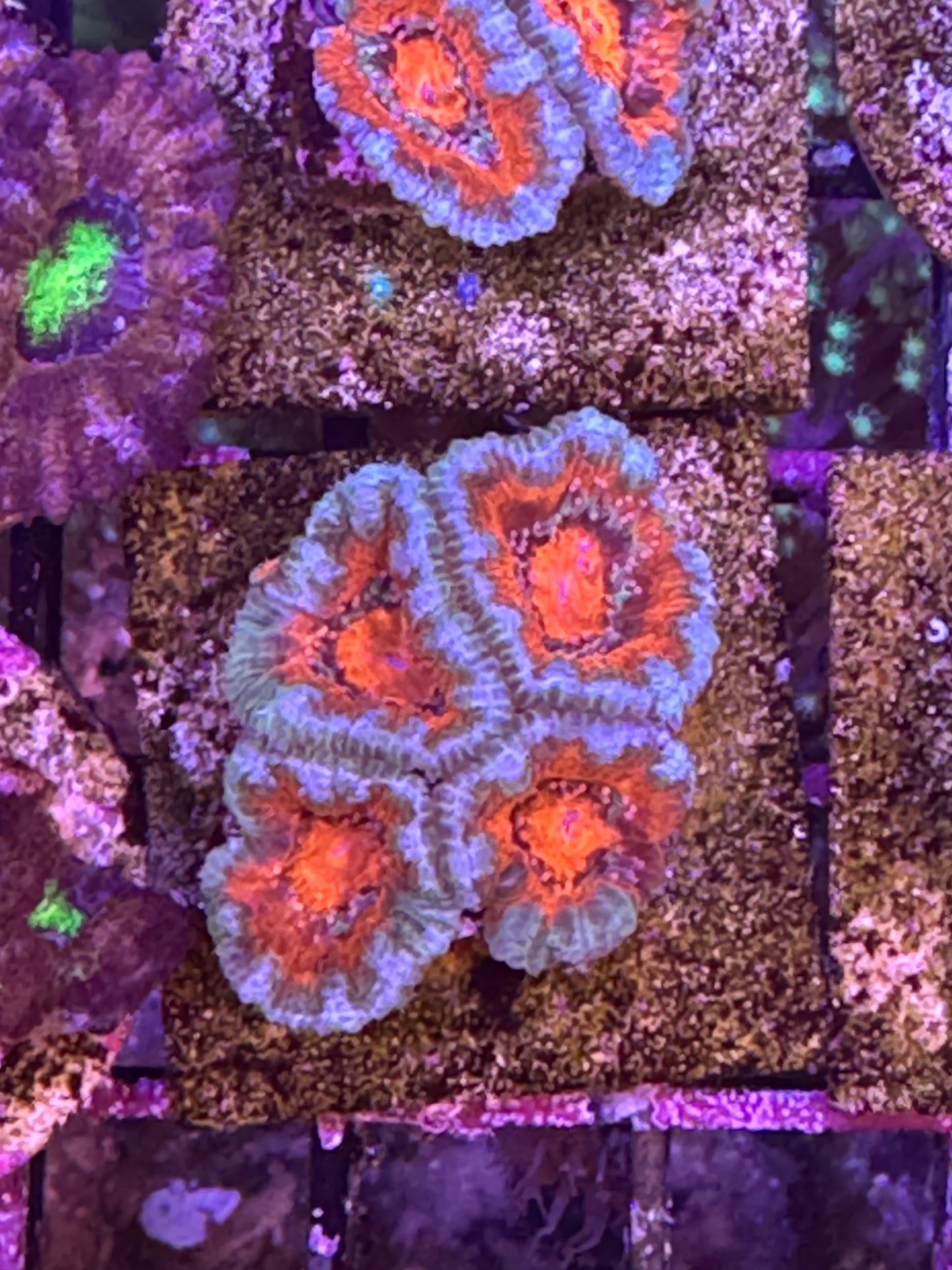 Micromusa blue and red (A149)