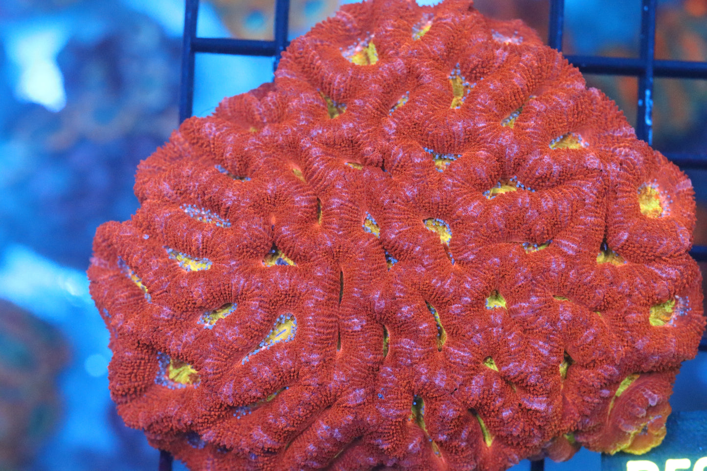 Micromussa Lord Colony (B50)