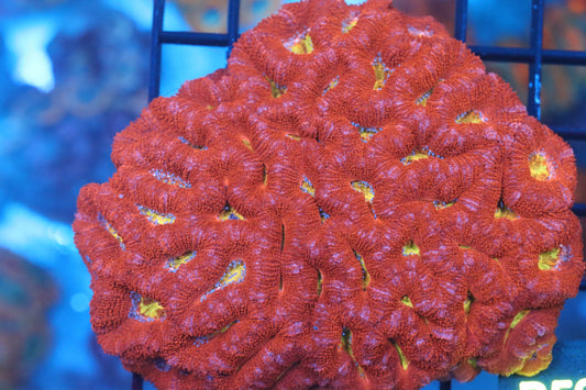 Micromussa Lord Colony (B50)