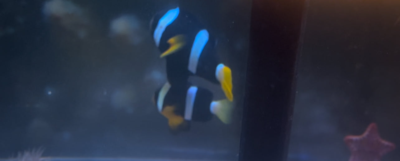 Japanes Clarki Clownfish Pair