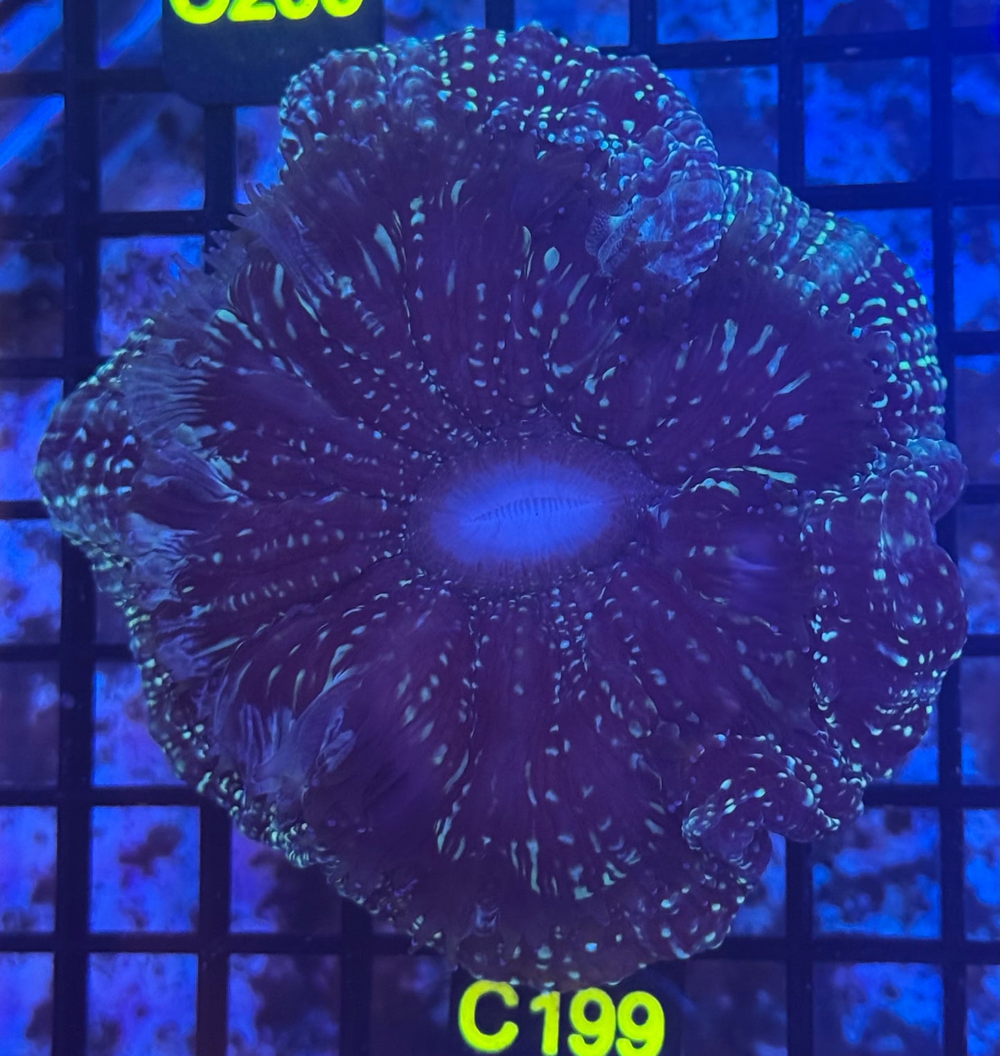 Acantho (C199)
