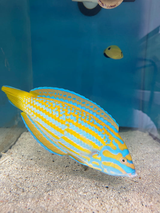 Lennardi Wrasse (7”) WYSIWYG