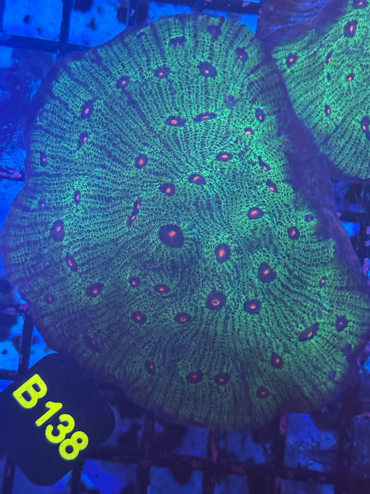 Avatar Chalice colony (B138) WYSIWYG