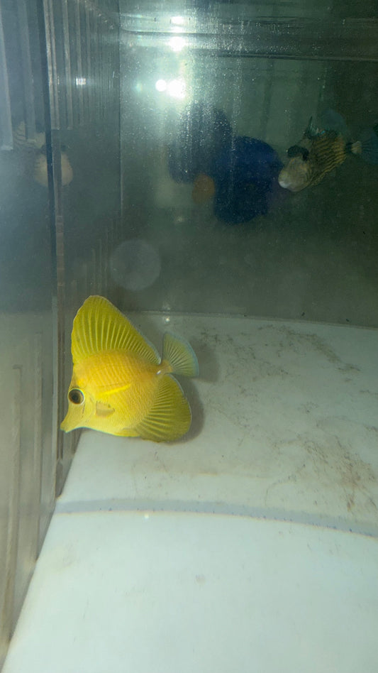 Yellow Tang (Zebrasoma flavescens) 1-2" (Sea of Japan)