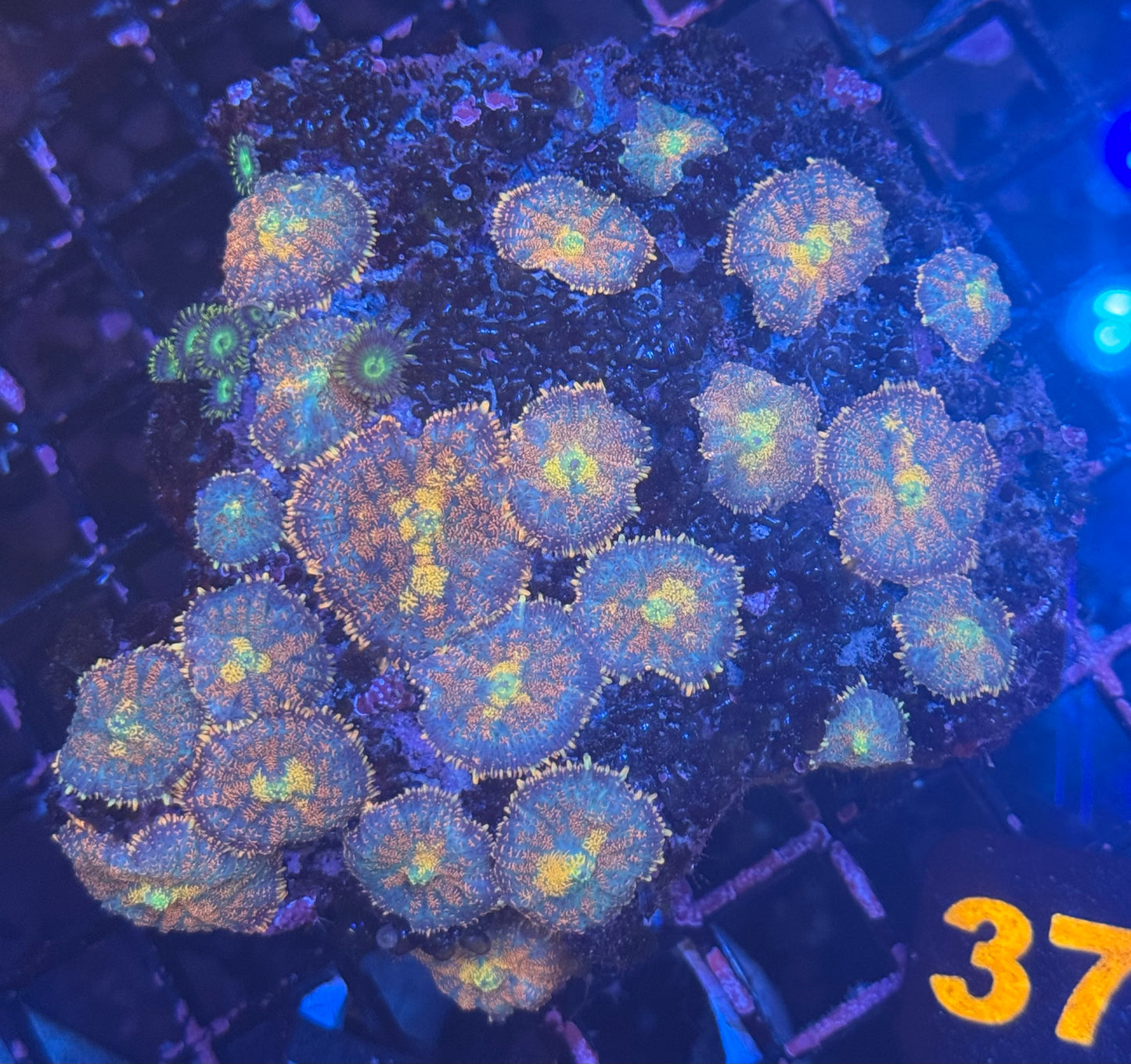 Pizza Mushroom Rock (37)