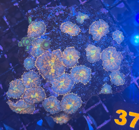 Pizza Mushroom Rock (37)