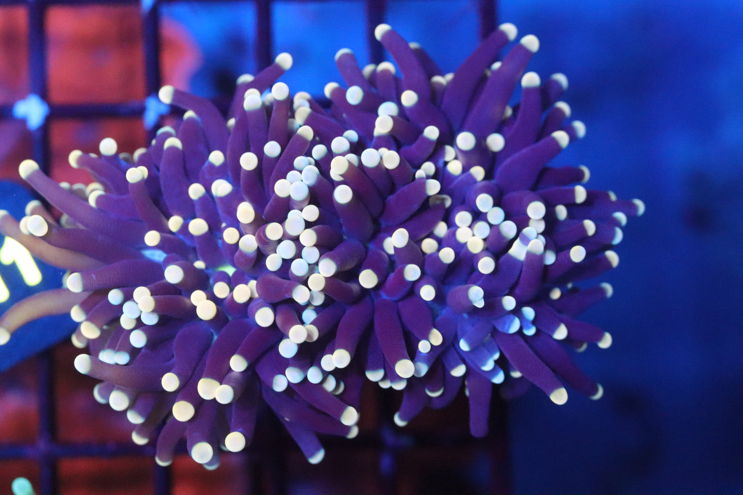 Pink Tip Torch (A10)