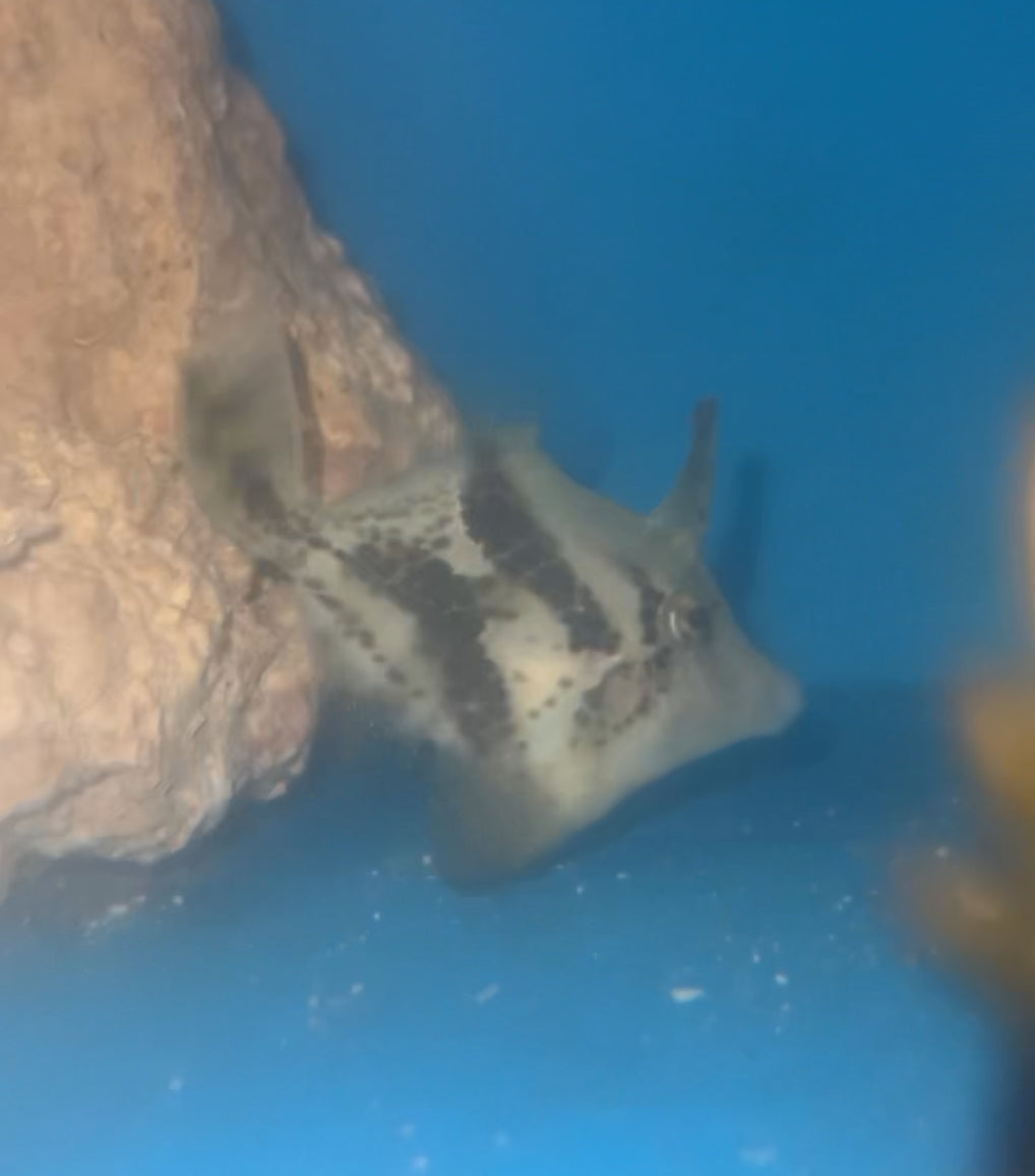 Fanbelly Leatherjacket -Monacanthus chinensis