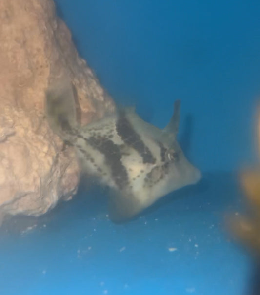 Fanbelly Leatherjacket -Monacanthus chinensis