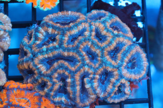 Micromussa Lord Colony (V)