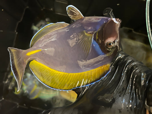 Powder Blue Tang | Acanthurus leucosternon (6” + Hybrid/Color Morph)