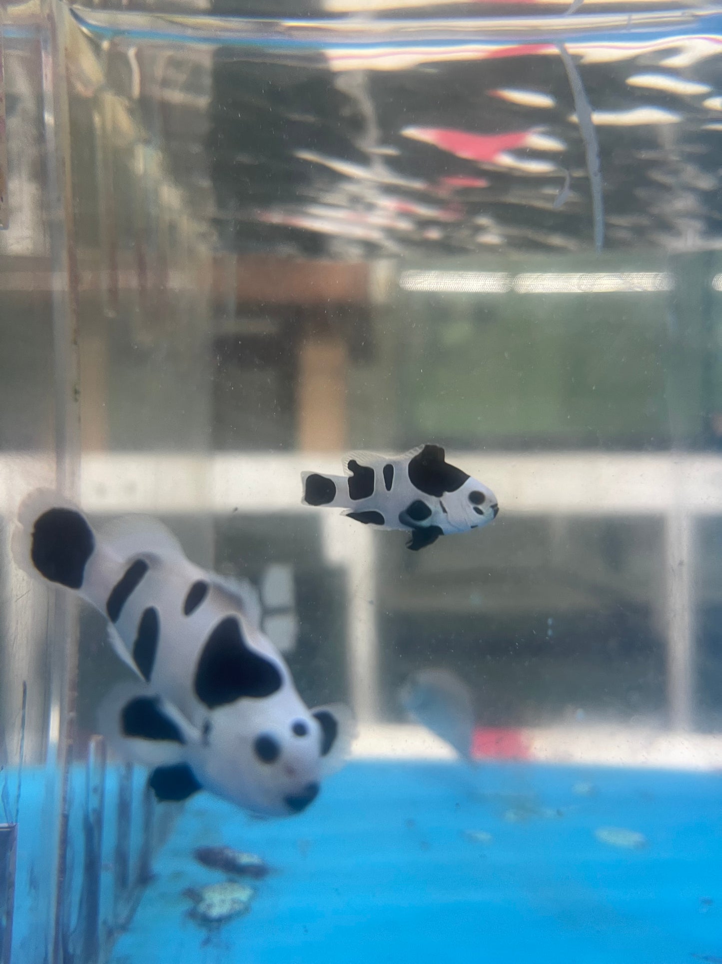 Black Storm Clownfish Pair (WYSIWYG #2)