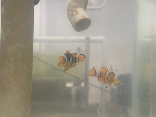 True Percula Clownfish-super black WC pair