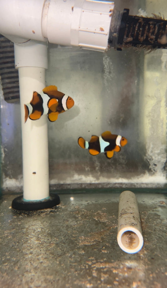 True Percula Clownfish-super black pair (WYSIWYG #2)