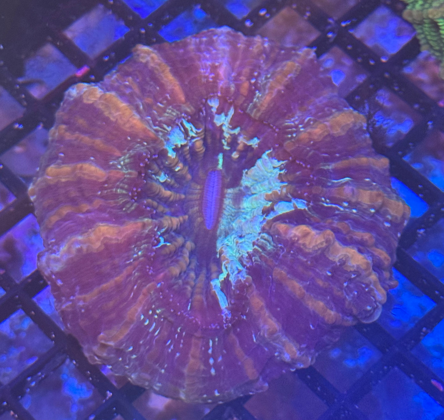 Acantho (A235) WYSIWYG