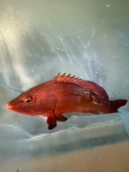 West African Blue Dot Grouper | Cephalopholis taeniops-14”