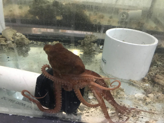 Red Bali Octopus | Octopus Macropus