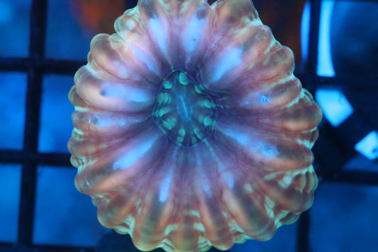 Citrus Cynarina (C11)