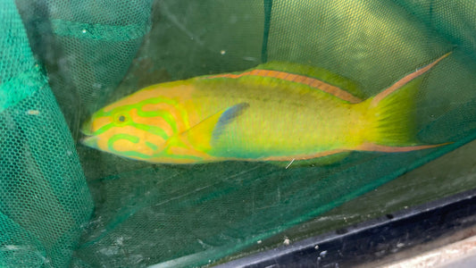 Banana Wrasse-7" Australian