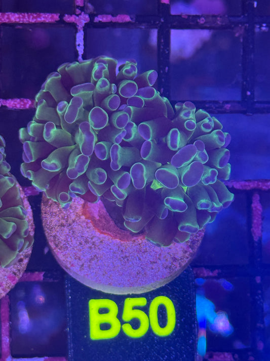 Neon green blue tip splitting hammer (B50)