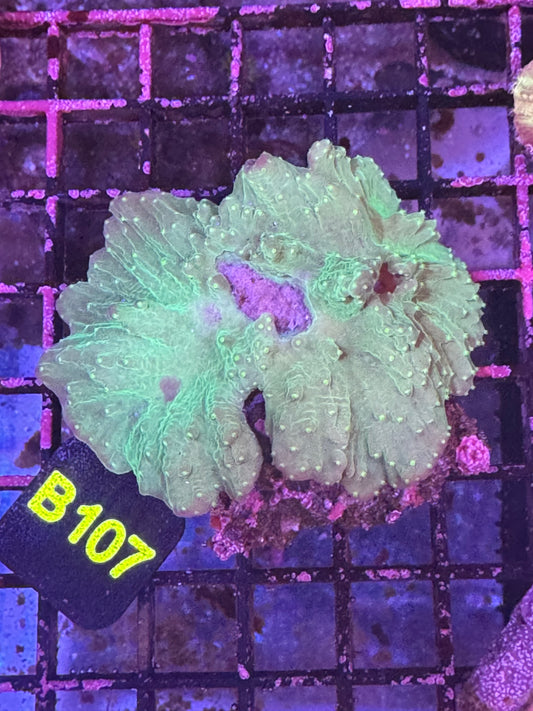 Neon Green Cabbage coral (B107)