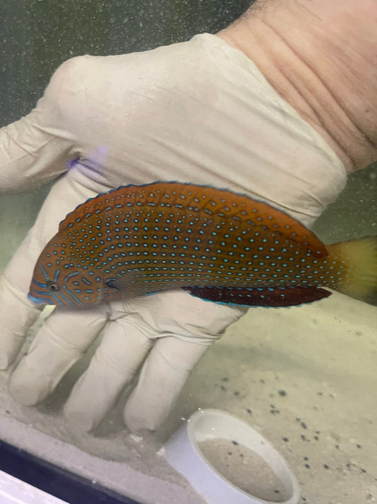 Blue Spotted Tamarin Wrasse  (anampses caeruleopunctatus)-7"