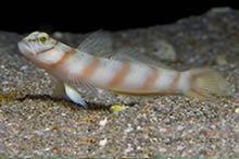 Diagonal shrimp goby | Amblyeleotris diagonalis