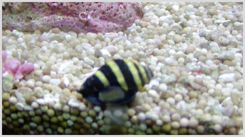 Bumble Bee Snail