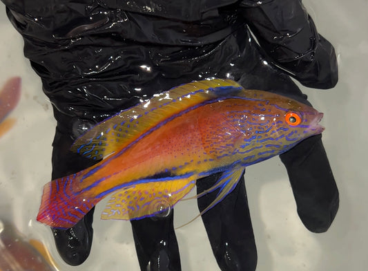 Lineatus Wrasse (Cirrhilabrus lineatus) 5"super male