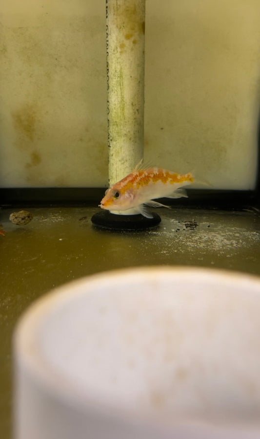 Plectranthias Sheni (3")