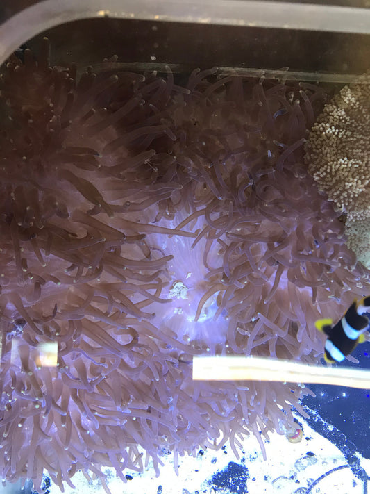 Show Size Ritteri/Magnificent Anemone--12" w Pair White Clowns