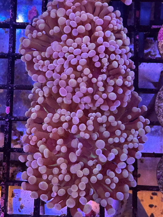 Pink Hammer (C123)