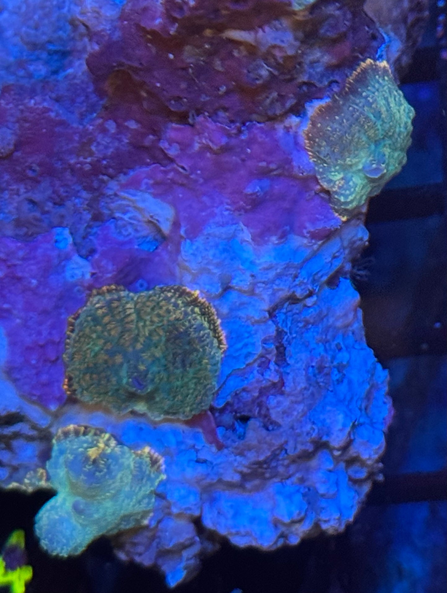 Mushroom (B54)