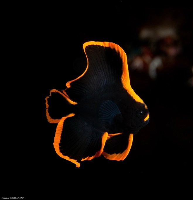 Juvenile Pinnatus Batfish