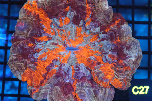 Ultra Acanthophyllia (C27)