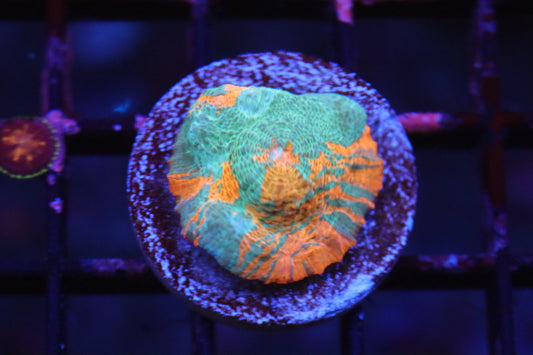Orange Swirl Echinada (A53)