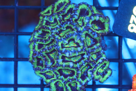 Micromussa Lord Mini Colony (C28)