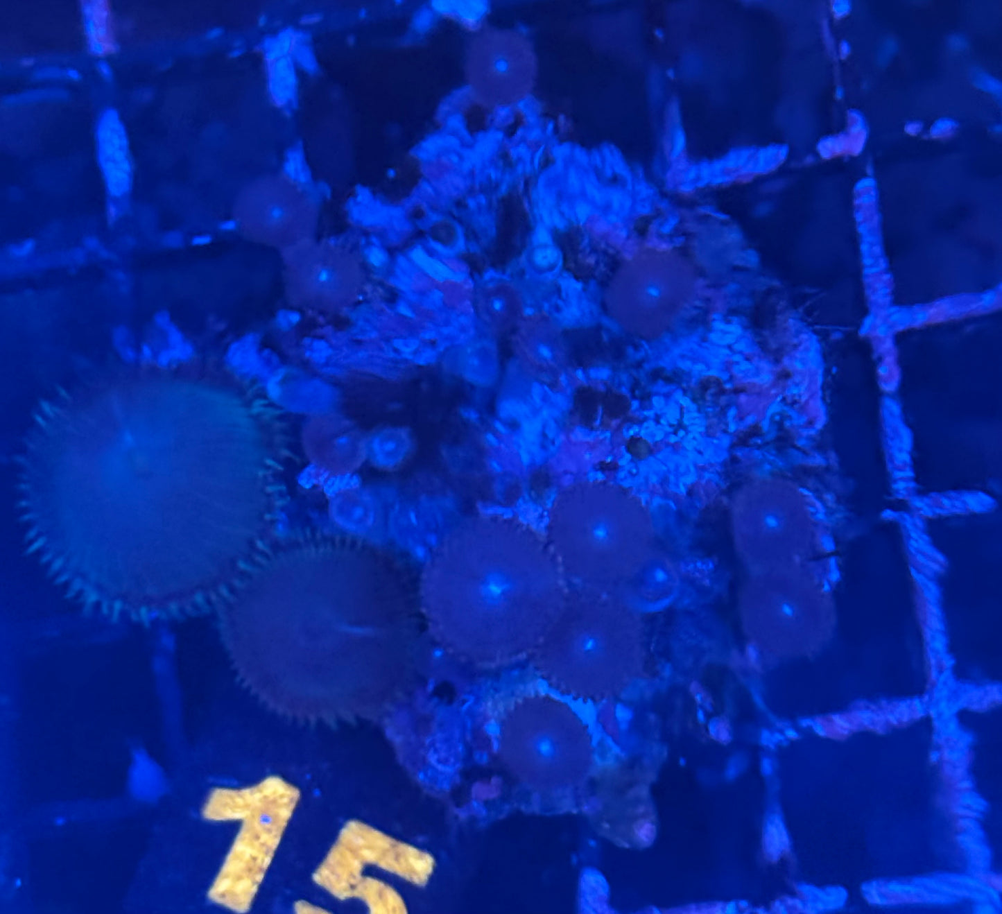 Random Zoa rock (15)