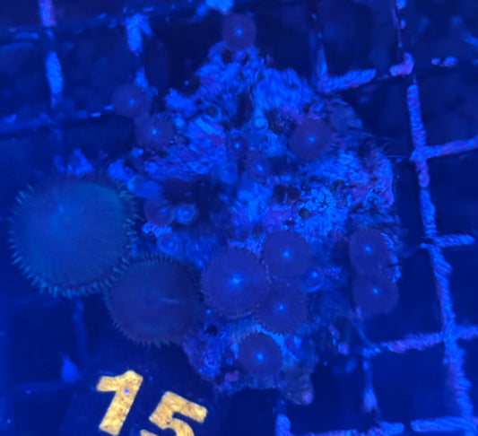 Random Zoa rock (15)