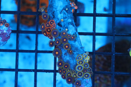 Zoa Colony on Live Rock (C32)