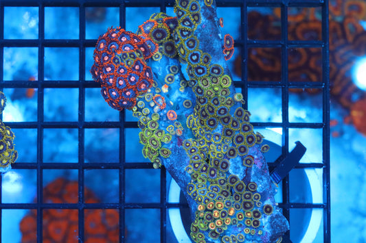 Zoa Colony on Live Rock (C37)