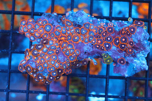 Zoa Colony on Live Rock (C39)