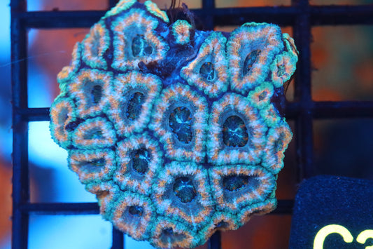 Micromussa Lord Mini Colony (C39)