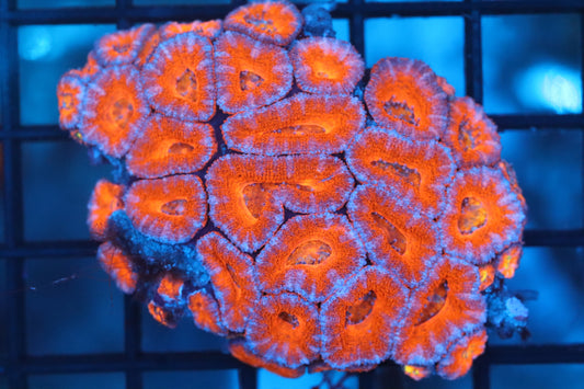 Micromussa Lord Mini Colony (C41)