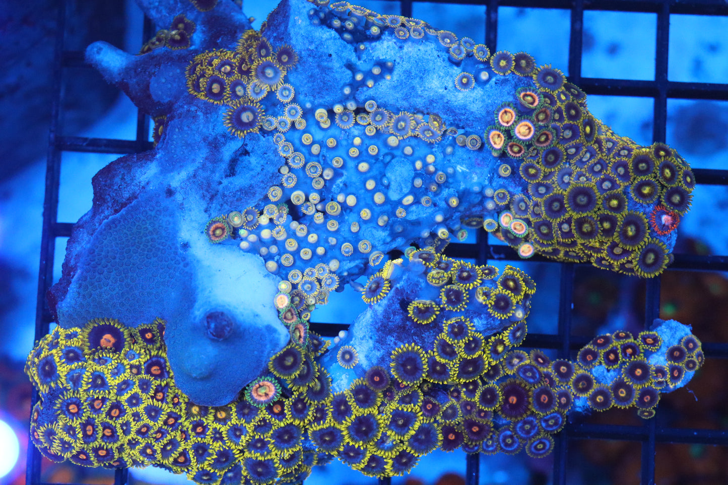 Zoa Colony on Live Rock (C44)