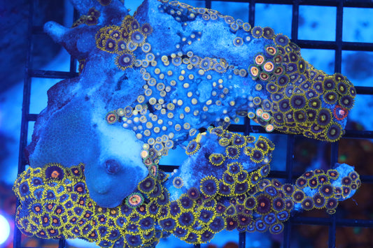 Zoa Colony on Live Rock (C44)