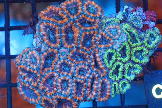 Micromussa Lord Double Colony (C44)